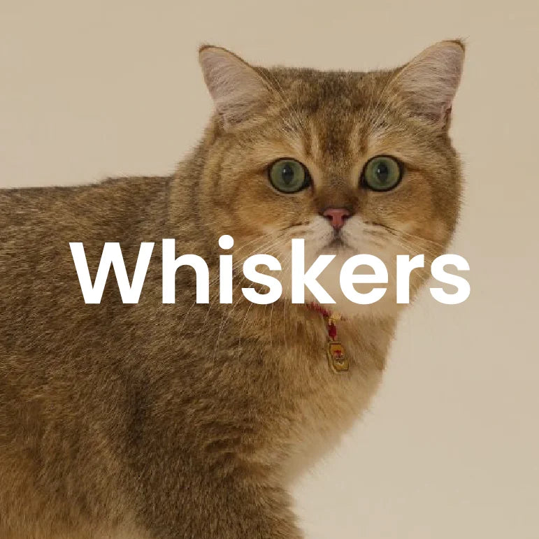 Custom Whiskers Socks